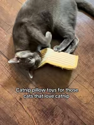 The key is to take these out every now and then so your cats can go wild for them every single time 😹 #cattoy #catnip #catenrichment #catmusthaves #toysforcats 