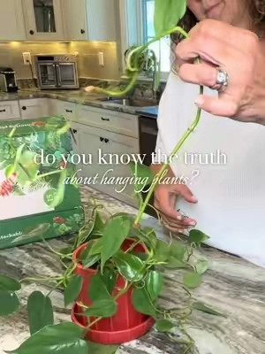 If your plants are looking  sparse these stackable plant stakes can help them grow fuller and thicker. #indoorplants #houseplants #PlantTok #indoorplant #indoorgarden 