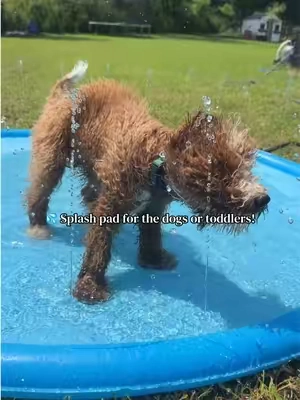 Water day for the dogs. This is for the toddler moms and dog moms! Works better on concrete but can be used of grass too! I think they loved it! #splashpad #momlife #dogmom #dogmusthaves #toddlersoftiktok 