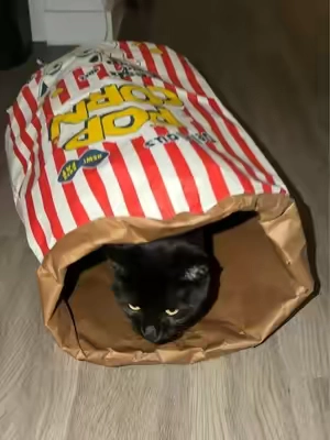 Cat Crinkle Bag‼️ #cattok 