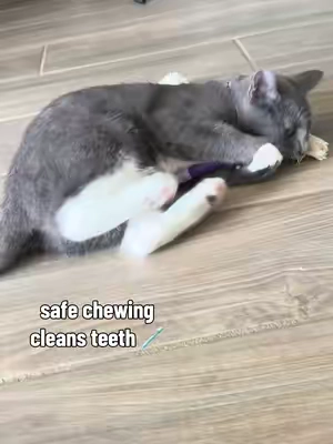 Fun for cats, healthy for their teeth! #chewrope #chewtoy #cattoys #healthycat #tiktokshopsummersale 