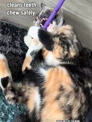 Chewing ropes > chewing wires #chewrope #chewtoy #cattoys #healthycat #tiktokshopsummersale 