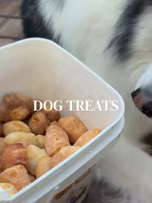 The perfect healthy & crunchy snack 🐾 #asmrsounds #huskylife #PetsOfTikTok #dogtreats @Mighty Paw 