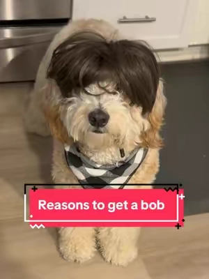 @𝐌𝐈𝐒𝐒 𝐃𝐈𝐕𝐀 𝐁𝐎𝐁 