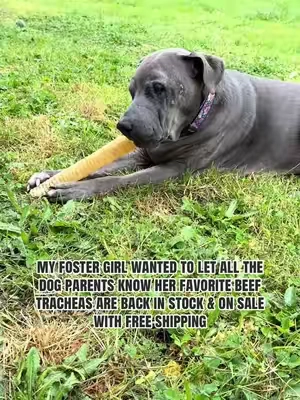 One of all 6 of my dog’s FAVORITES! #beeftrachea #wildwolfbullysticks #singleingredientdogtreats #dogtreats #tiktokshopcreatorpicks 