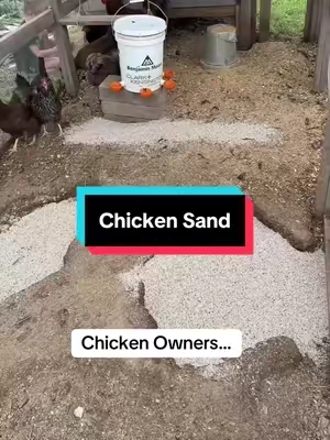 Bags of sand for chicken coops and runs #chickencoop #backyardchickens #chickensoftiktok #homesteading #homesteaders 