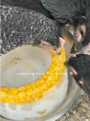 Replying to @Rottie Mama keeping the flock cool this summer! 🐓🦃 #chickentreats #cooldown #summerheat #frozentreats @Springland Pets 