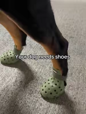 They need shoes too  in this heat #fypシ #foryoupage #foryou 