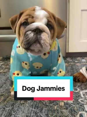 So freaking cute, you k ownI had to get them for the puppies!! #dogpajamas #dogjammies #dogclothes #bulldogpuppy #bulldogpuppies