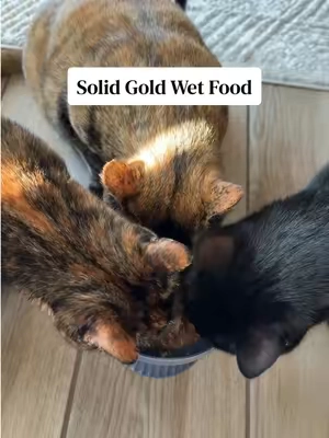 Stock up for your kittos before they change the price! #catfood #wetfood #catwetfood #catfoodreview #tiktokshopsummersale 