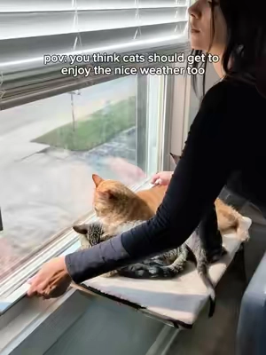 Looooove that I can use this window perch with the windows open or closed and the cats obviously love it too. Just make sure your screen is in there good or get a reinforced pet one 🧡 #windowperch #catfurniture #tiktokshopsummersale #petsfit #windowhammock @PETSFIT_Official 