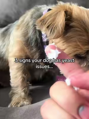 If you see these signs in your dog, it might be time to give their gut some extra support! #dogguthealth #doggutsupport #doglickingpaws #dogprobiotics #dogyeast 
