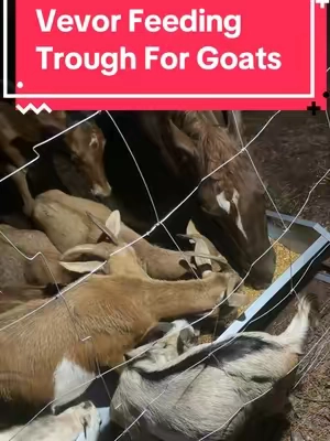 Vevor feeding trough works great for farm animals of many different kinds! #feedtrough #goats #horses #homesteading #tiktokshopcreatorpicks 