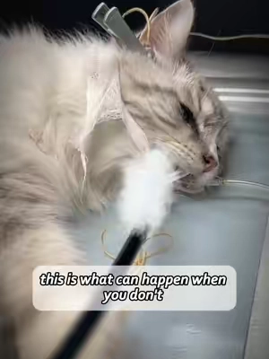 After a few bites of hairball-relief freeze-dried treats, the hairballs are expelled together with the stool. The cat feels comfortable, and the owner doesn’t need to worry — try hairball-relief freeze-dried treats.#cat #cattreats #hairballcontrol #hairball #TikTokShopDealsforYouDays 
