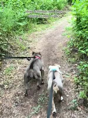 One of our FAVORITE harnesses🐶✨ #dogharness #harnessfordogs #dogwalking #dogsoftiktok #tiktokshopcreatorpicks 