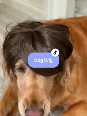 It’s a wig. On a dog. It’s a dog wig. #dogtok #dogwig #emosong #tiktokshopsummersale #tiktokshopcreatorpicks 