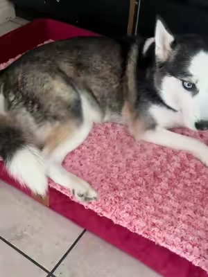 I love how comfortable she is on her bed 🥹🥰🌹 #dogbed #memoryfoam #dogs #tiktokshopcreatorpicks #dealforyoudays 