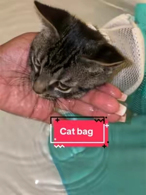 To each their own, I don’t bathe him every but he also “never giving him a bath” isn’t an option 😭 & I don’t even let him in my bed. #cats #catownerproblems #catbath 