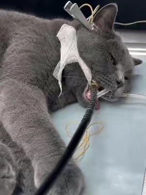 After a few bites of hairball-relief freeze-dried treats, the hairballs are expelled together with the stool. The cat feels comfortable, and the owner doesn’t need to worry — try hairball-relief freeze-dried treats.#cat #TikTokShopDealsforYouDays #cathealth #tiktokshoprestock #hairballcontrol 