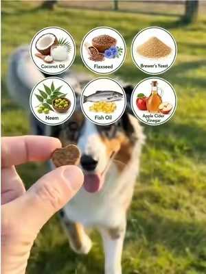 These chews make it easy and safe to repel fleas and ticks on dogs! #fleaprevention #tiktokshopsummersale  #summerfinds  Dog Flea & Tick Chews: Natural Prevention Say goodbye to fleas and ticks with these convenient and safe chewable supplements for dogs. Inspired by a viral TikTok tip, these chews harness the power of brewer's yeast, a natural ingredient praised for its effectiveness in repelling fleas. Unlike harsh chemical treatments, these chews offer a gentler approach to flea and tick control. Formulated with a blend of beneficial ingredients, these chews aim to not only repel pests but also support your dog's overall skin health. Key components include: Brewer's Yeast: A natural deterrent for fleas. Coconut Oil: Known for its potential skin-soothing properties. Neem Leaf Extract: Utilized for its natural insect-repelling qualities. Apple Cider Vinegar: Contributes to skin health. Chamomile & Aloe Vera: Added to help soothe irritated skin. Vitamins: Support skin health from within. These treats are designed to be palatable, with dogs reportedly loving them as a daily treat. They are made in a GMP facility using natural ingredients, free from artificial preservatives, and are cruelty-free. The large tub contains 200 chews, offering excellent value, especially for smaller dogs, with a single tub potentially lasting over nine months. Don't wait for a flea infestation to become a major issue. Proactive prevention is key. Consider these natural chews to keep your dog comfortable and pest-free.#tiktokshopbacktoschool #dogmom Keywords: flea prevention for dogs, tick prevention for dogs, natural flea control, brewer's yeast dog chews, dog health supplements, itchy dog relief, neem leaf extract, coconut oil for dogs, apple cider vinegar for dogs, cruelty-free dog treats