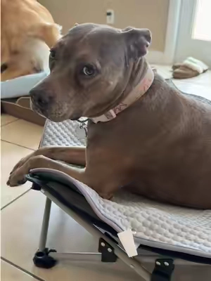 Finally was able to find a dog bed that I can take with me on vacation #tiktokshopcreatorpicks #dogbed #dogmom 