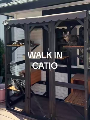 This catio has changed my babies everyday routine. It’s their favorite place to be ♥️ #catio #catsoftiktok #catlovers #catiolife #catios 