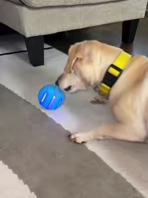 #pelota #perros #perrostiktokers #dog #juguetes 