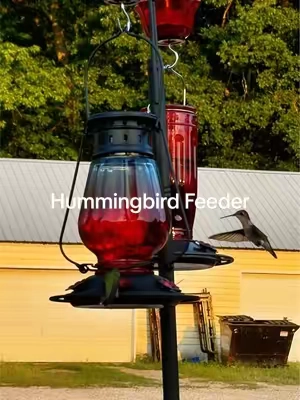 Bring more hummingbirds to your backyard with the Kingsyard Glass Hummingbird Feeder! ❤️🐦 With 6 flower-shaped feeding ports, a 16-ounce glass nectar reservoir, a leak-resistant design, and an included ant moat, it’s designed to make feeding hummingbirds easy while helping keep nectar clean and fresh. The wide-mouth opening also makes refilling and cleaning simple. If you’re creating a pollinator-friendly garden with zinnias, bee balm, salvia, or other nectar-rich flowers, this feeder is a beautiful way to attract even more hummingbirds to your outdoor space. Watching these tiny birds visit your garden is one of the best parts of the growing season! 🌺 Pro tip: Fill it with homemade nectar (1 part white sugar to 4 parts water), skip the red dye, and clean the feeder every few days during hot weather to help keep hummingbirds healthy. #HummingbirdFeeder #Hummingbirds #BackyardBirding #PollinatorGarden #Gardening 
