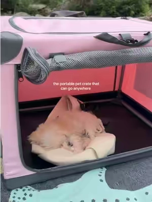 #dog #puppy #dogsoftiktok 