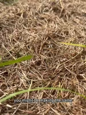 Water isn’t the problem 😳 #lawncare #yardwork #greengrass #lawnaerator #Rifpod 