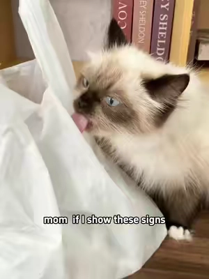After a few bites of hairball-relief freeze-dried treats, the hairballs are expelled together with the stool. The cat feels comfortable, and the owner doesn’t need to worry — try hairball-relief freeze-dried treats.#cat #hairballcontrol #cattreats #TikTokShopDealsforYouDays #getreadyforfashionweek 