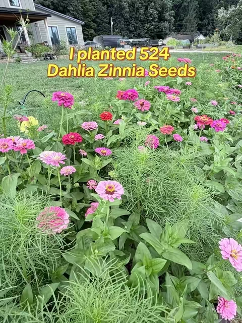 If you’re looking for one flower that delivers big blooms, nonstop color, and attracts pollinators, Dahlia zinnias deserve a spot in your garden. Their large, fully double blooms look like miniature dahlias, making them a stunning choice for flower beds, bouquets, and cutting gardens. They’re easy to grow from seed, thrive in full sun, and bloom from summer until the first frost with regular deadheading. Whether you’re a beginner or an experienced gardener, Dahlia zinnias bring vibrant color, butterflies, bees, and endless fresh-cut flowers right to your backyard. 🌸🐝 #DahliaZinnias #Zinnias #CutFlowerGarden #FlowerGarden #GrowFlowers     