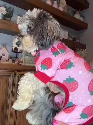 #dog #dogsoftiktok #pet #pajamas 