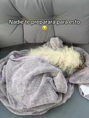Respuesta a @phaulyb23 Nadie te prepara para los cuidados de un perrito de estas razas #dog #pet #dogs #shitzu #mamaperruna y 