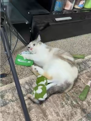 She’s high 🐱🍃💨 #cats #catsoftiktok #catlover #cattok #PetsOfTikTok 