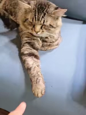 #litterbox #cats #cat #catessentials 