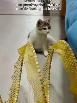 #cattoys #pettoys #catmom #cat #catlovers 