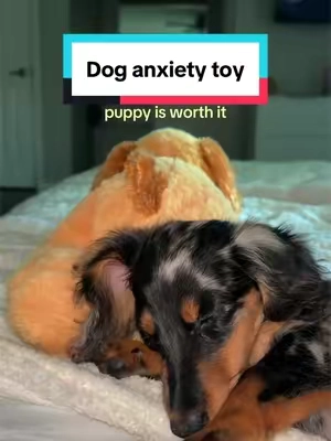he loves this thing #doganxietytoy #puppytoy #minidachshund #puppy 