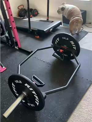 I used to compete in bodybuilding and now I’m too embarrassed to workout in public lmao so I have built a home gym!!!!  The plates are not included, I bought those separately. #homegym #gymequipment #athomeworkout #workout #exercise 