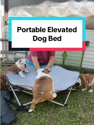 The easiest portable pet cot! This is the perfect size for the Bulldogs!  #elevateddogbed #petcot #dogbed #elevatedpetbed #traveldog 