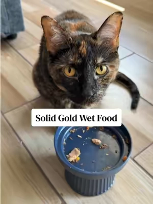 It’s rare all 3 of my cats like the same wet food, especially non-pâté food. Apollo & Gemini normally don’t like wet food with chunks in it, but all of my cats love this wet food. The only flavor they didn’t clean the dish was the one with shrimp in it. I guess none of my cats like shrimp 😆 #wetfood #catfood #catfoodreview #wetfoodforcats #solidgoldwetfood 