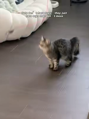 What kind of toy actually gets your cat excited#catpick  #cattoy    #pettoys    #toysforcats    #catsofttiktok  