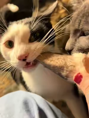 I fear my cats love bunnies 🐰 #cats #catsoftiktok #catlover #cattok #PetsOfTikTok 