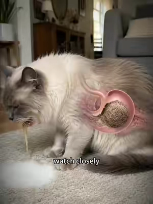After a few bites of hairball-relief freeze-dried treats, the hairballs are expelled together with the stool. The cat feels comfortable, and the owner doesn’t need to worry — try hairball-relief freeze-dried treats.#cat #hairball #hairballcontrol #TikTokShopDealsforYouDays #cathealth 