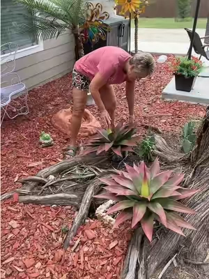These artificial agave plants are so pretty and so full!! Very hard to tell the difference! #agaveplants #atrificialagaveplants #artificialplants #plants #tiktokshopcreatorpicks @LEAFPLNT Shop 