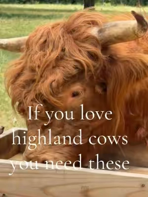 #highlandcow #cowslippers 
