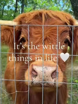 🐮 #highlandcow #cutecows #cowslippers 