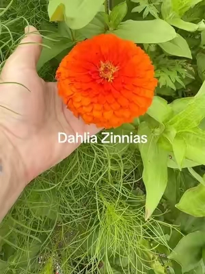 Everyone talks about sunflowers and roses… but no one talks about dahlia zinnias, and honestly, they deserve the spotlight. 🌸 If I could only grow one annual flower, dahlia zinnias would be at the top of my list. Their huge, fully double blooms look like miniature dahlias, they bloom continuously from summer until frost, they’re easy to grow from seed, and pollinators absolutely love them. They’ve become the highlight of my garden every single year. Whether you’re creating a cut flower garden, attracting butterflies and bees, or simply want a flower that makes people stop and stare, dahlia zinnias are a must-grow. Plant them in full sun after the danger of frost has passed, give them well-draining soil, and keep them deadheaded for nonstop blooms. Trust me—once you grow them, you’ll wonder why no one talks about them more. Are dahlia zinnias growing in your garden this year? 🌼👇 #DahliaZinnias #Zinnias #GrowingZinnias #CutFlowerGarden #FlowerGarden          