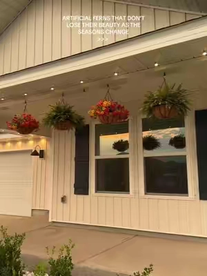 The most budget friendly hanging ferns 🌿 #ferns #Plants #Fall #Home #HomeDecor 