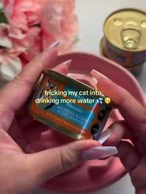 With all this fish they can never tell how much water I put and lick the bowl clean @Solid Gold Pets #tiktokshopcreatorpicks #tiktokshopsummersale #catfoodrecommendation #CapCut 